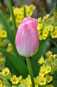 Violet bloom tulips Stock Photos