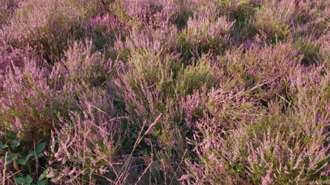 Violet blooming heath semi close-up at sunset Stock Footage 209152828