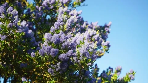 Violet blooming liliac flower tree swaying on windy summer sunny day, copy space Stock Footage 157266492