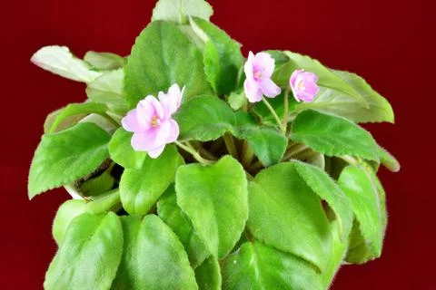 Violet blooms, green leaves, home plant, potted Stock Photos