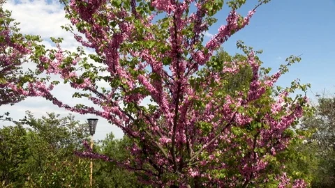 Violet blossom of Eastern Redbud, or Eastern Redbud Cercis canadensis. Crimea Stock Footage 126396659