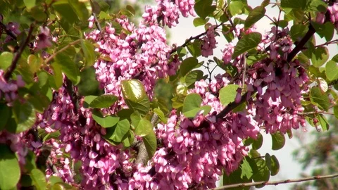 Violet blossom of Eastern Redbud, or Eastern Redbud Cercis canadensis. Crimea Stock Footage 126625606