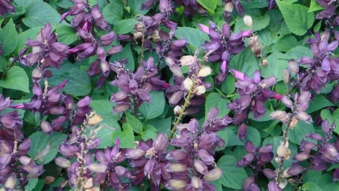 Violet blossom Stock Footage 113924265