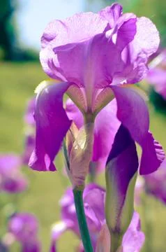 Violet blue flowers of wild iris, covered with drops of summer rain, on a green Stock Photos