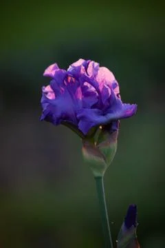 Violet blue iris bud in the sunset Foto stock