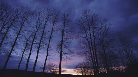 Violet blue sunset time lapse row of bare tree silhouette Stockbeeldmateriaal 275396511