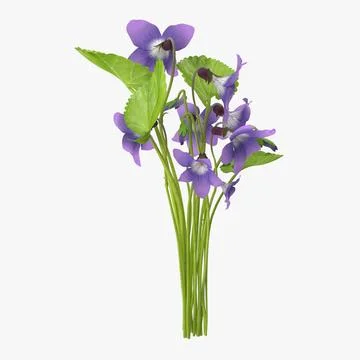 Violet - Bouquet 3D Model