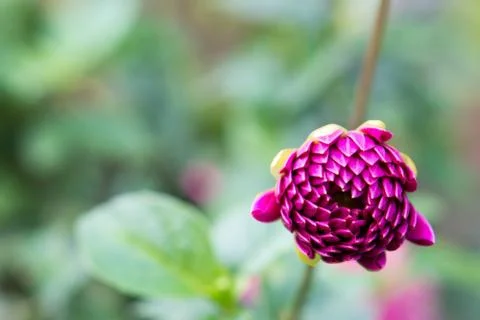 Violet bud Stock Photos
