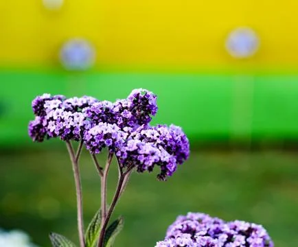 Violet Buddleja or Buddleia butterfly bush flower shalow depth of field Stock Photos