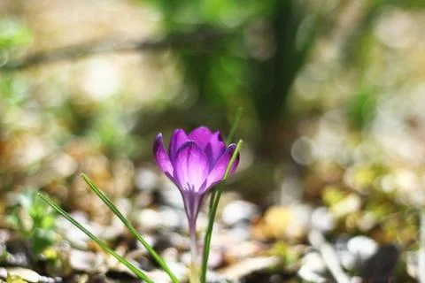 Violet bulb flower with light Stock Photos