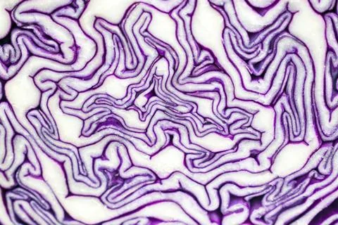 Violet cabbage Stock Photos