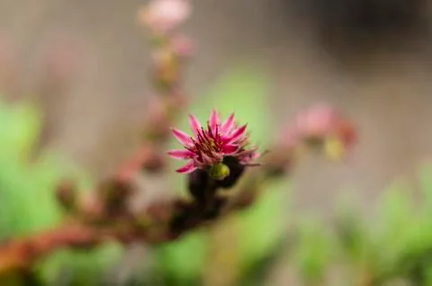 Violet cactus flower Stock Photos