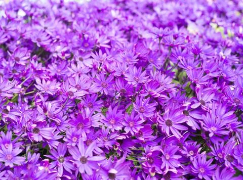 Violet camomile flower dimorphotheca composition Stock Photos