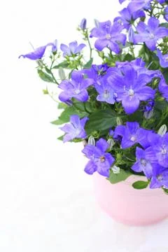 Violet campanula flowers close up Stock Photos