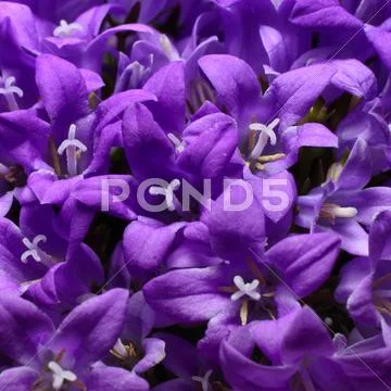 Violet campanulas Stock Photos