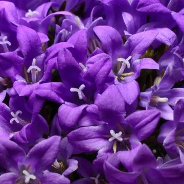 Violet campanulas Stock Photos