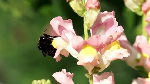 The violet carpenter bee collecting nectar from snapdragon flowers Stock Footage 155390123
