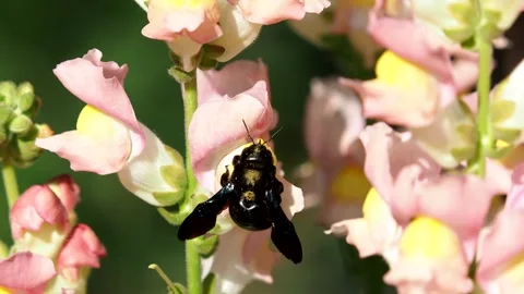 The violet carpenter bee collecting nectar from snapdragon flowers Stock Footage 248438288