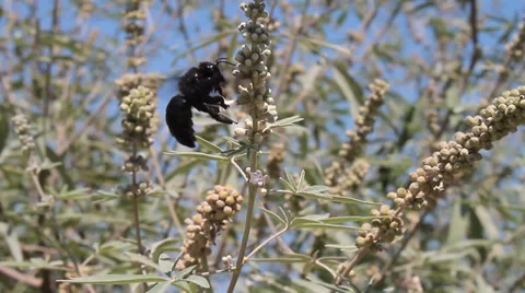 The Violet Carpenter Bee harvesting pollen, Xylocopa violacea Video stock 30708276