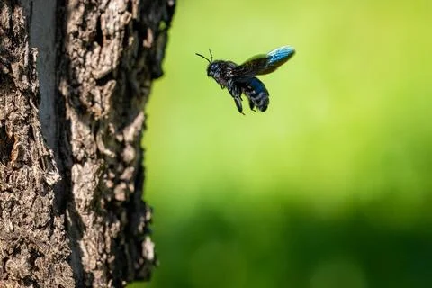 Violet Carpenter Bee Hovering Tree Trunk Spring Stock Photos