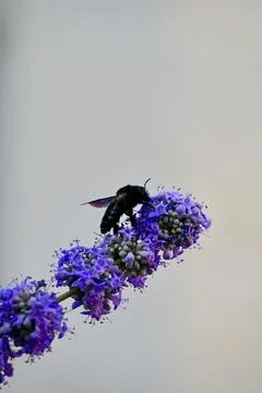 Violet Carpenter Bee Perched on Blooming Purple Chasteberry Flower Foto stock