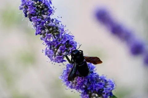 Violet Carpenter Bee Perched on Blooming Purple Chasteberry Flower Foto stock