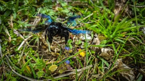 Violet carpenter bee Stock Photos