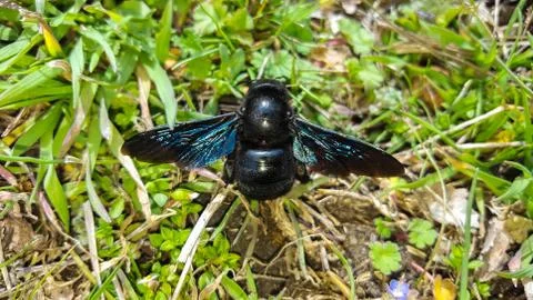 Violet carpenter bee Stock Photos