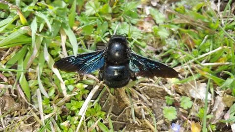 Violet carpenter bee Stock Photos