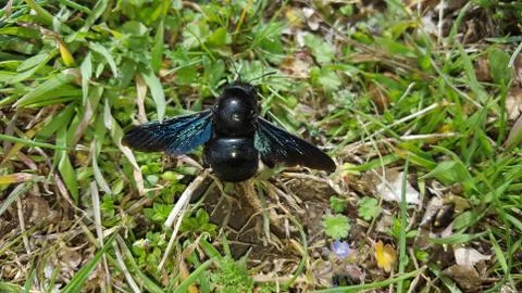 Violet carpenter bee Stock Photos