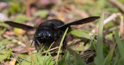 Violet carpenter bee Stock Photos