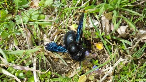Violet carpenter bee Stock Photos