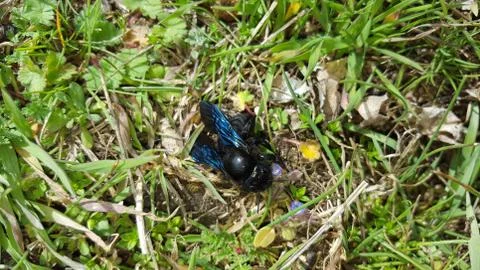 Violet carpenter bee Stock Photos