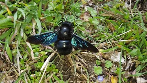 Violet carpenter bee Stock Photos