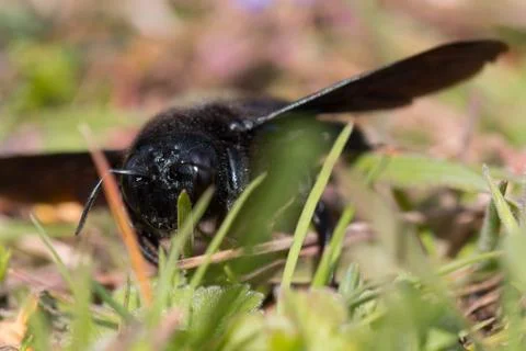 Violet carpenter bee Stock Photos