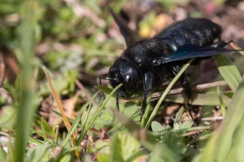 Violet carpenter bee Stock Photos