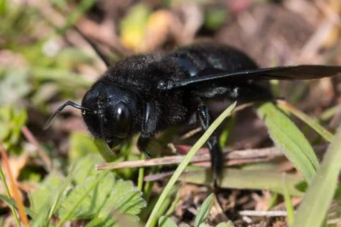 Violet carpenter bee Stock Photos