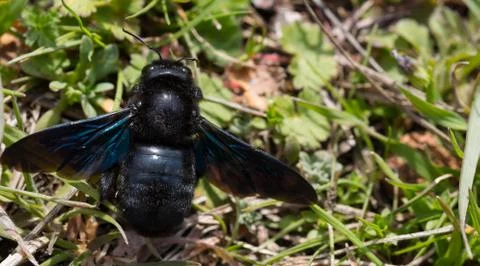 Violet carpenter bee Stock Photos