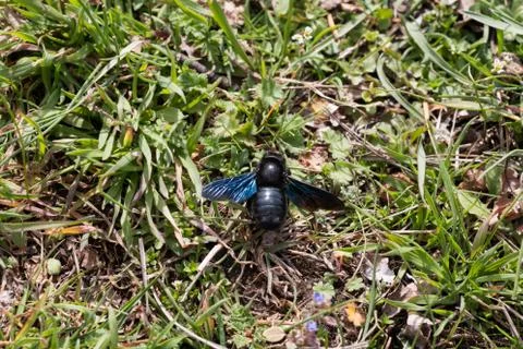 Violet carpenter bee Stock Photos