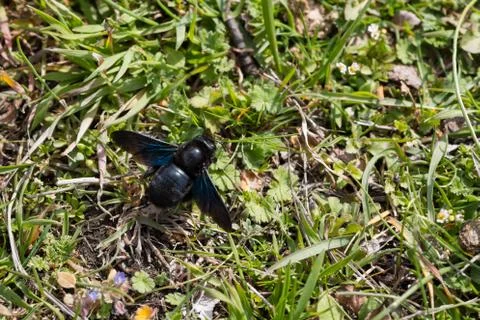 Violet carpenter bee Stock Photos