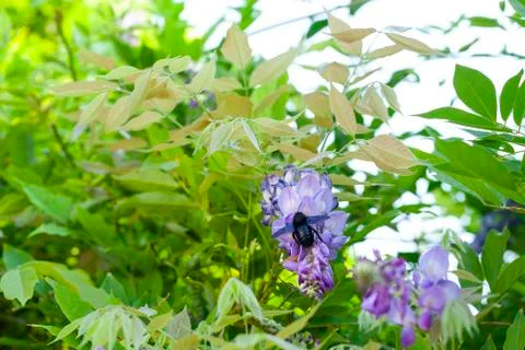 Violet Carpenter Bee Fotos de archivo