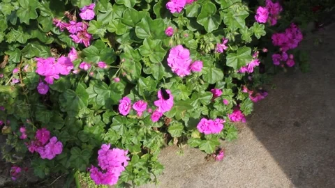 Violet Carpenter Bee Pollinating Bright Pink Geranium Flowers Vídeos de archivo 343799762