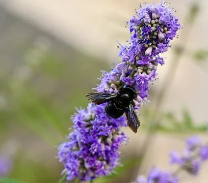 Violet Carpenter Bee Pollinating Purple Chaste Tree Flowers Close Up Foto stock