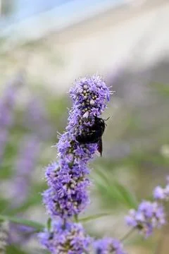 Violet Carpenter Bee Pollinating Purple Chaste Tree Flowers Close Up Foto stock