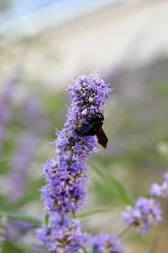 Violet Carpenter Bee Pollinating Purple Chaste Tree Flowers Close Up Foto stock