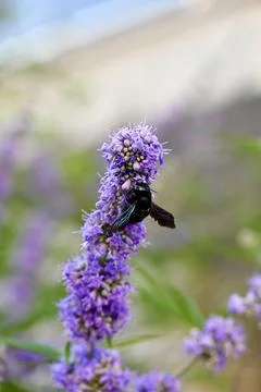 Violet Carpenter Bee Pollinating Purple Chaste Tree Flowers Close Up Foto stock