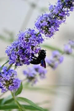 Violet Carpenter Bee Pollinating Purple Chaste Tree Flowers Close Up Stock-Fotos
