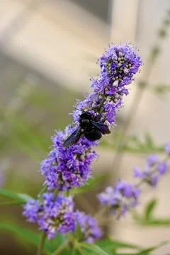 Violet Carpenter Bee Pollinating Purple Chaste Tree Flowers Close Up Foto stock