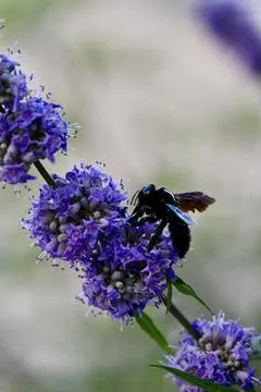 Violet Carpenter Bee Pollinating Purple Chaste Tree Flowers Close Up Foto stock