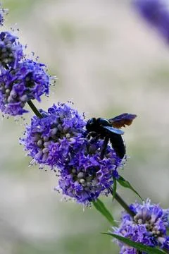 Violet Carpenter Bee Pollinating Purple Chaste Tree Flowers Close Up Foto stock